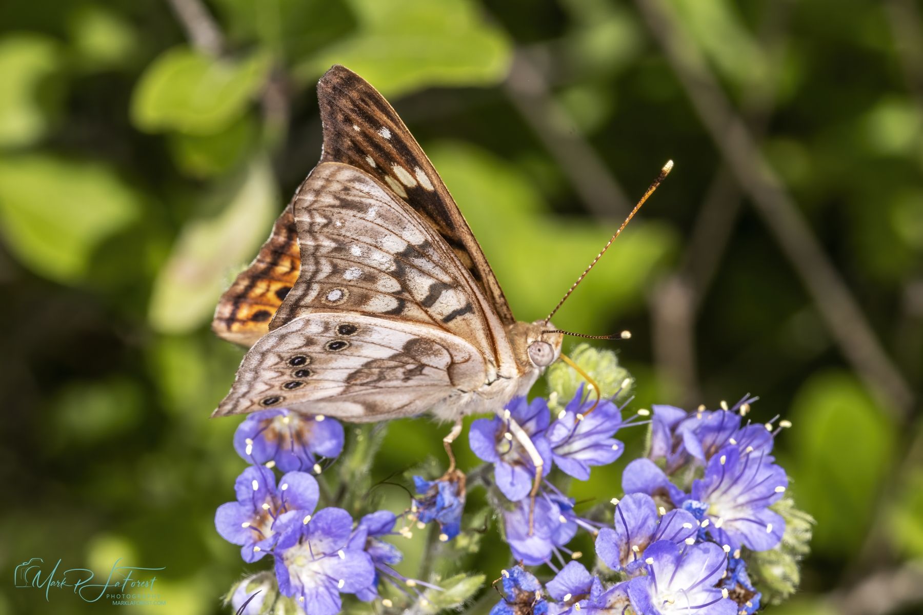 Northern Pearly Eye Butterfly, McKinney State Park, Austin, Texas